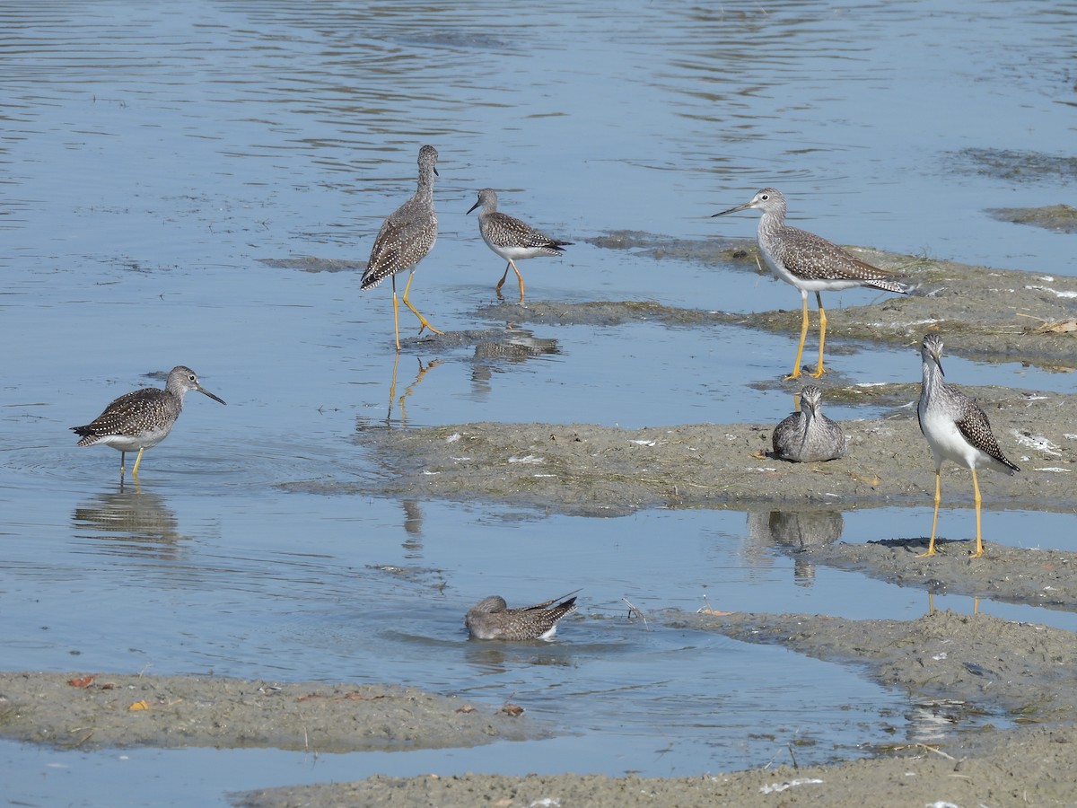 Lesser Yellowlegs - ML265904251