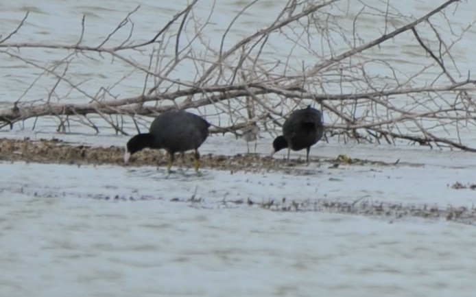 Eurasian Coot - ML265908711