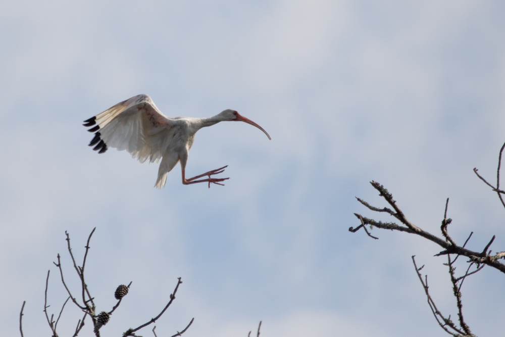 ibis bílý - ML265909191