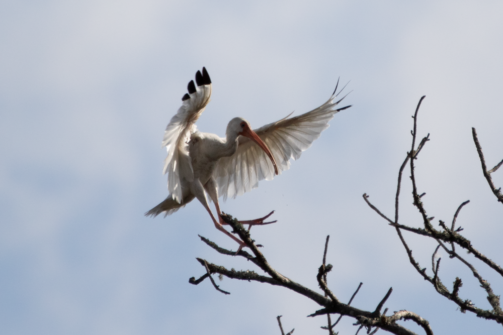 ibis bílý - ML265909211