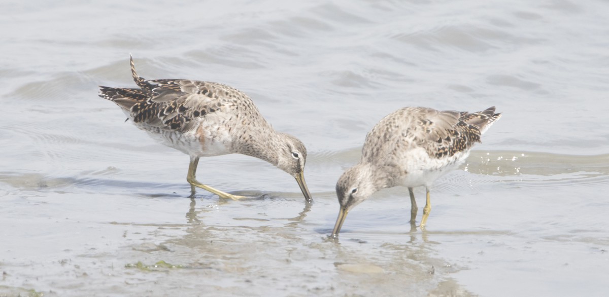 Long-billed Dowitcher - Brian Sullivan