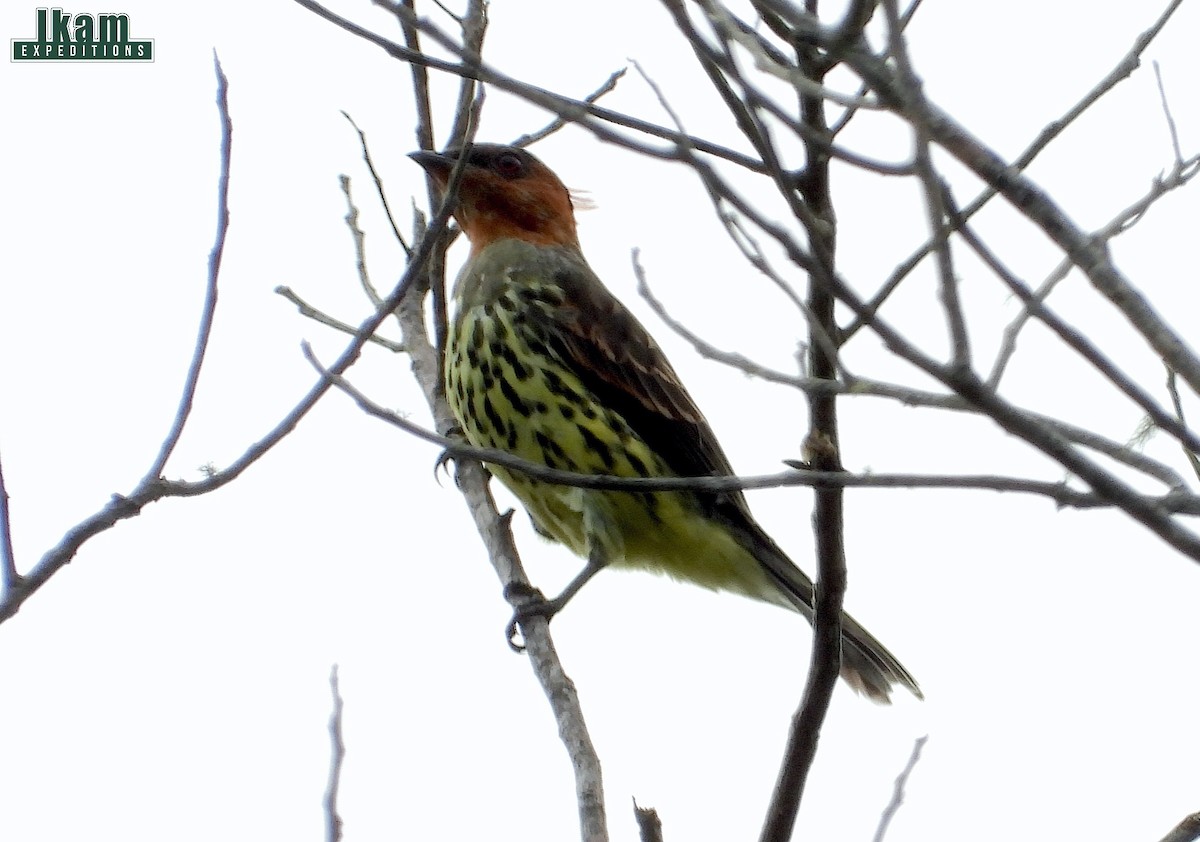 kotinga rezavochocholatá - ML265909661