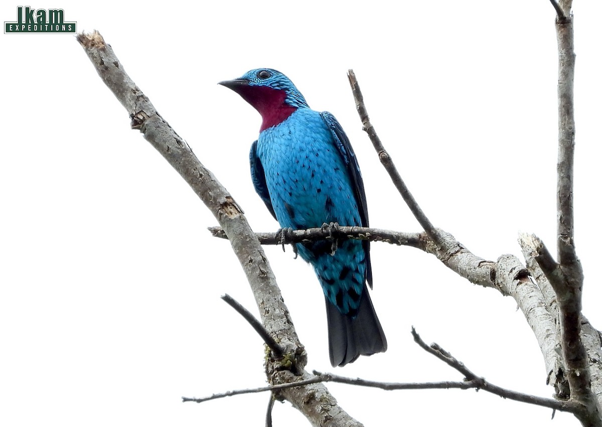 kotinga třpytivá - ML265909701