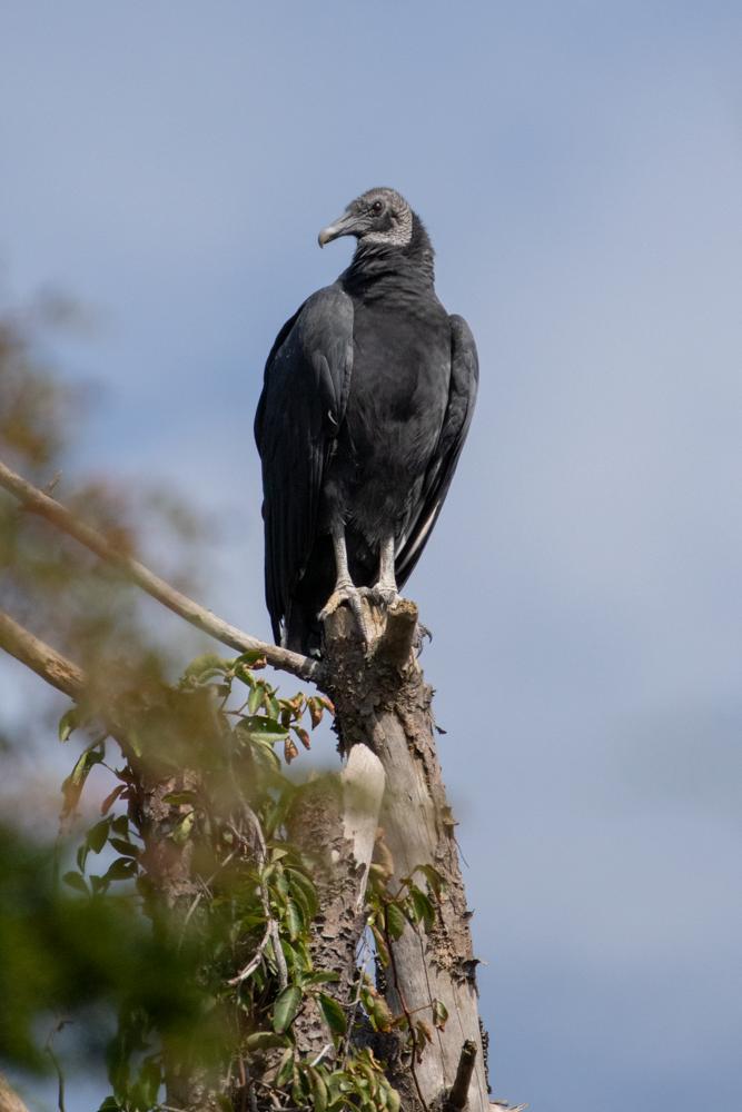 Black Vulture - ML265909991