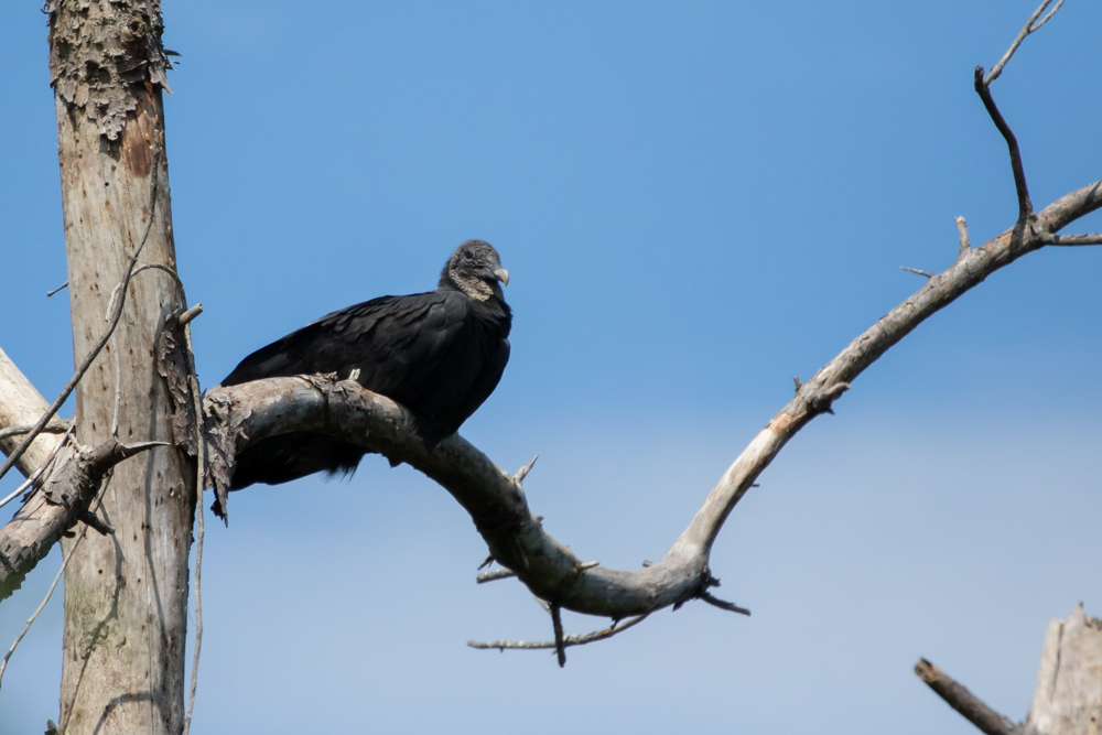 Black Vulture - ML265910011
