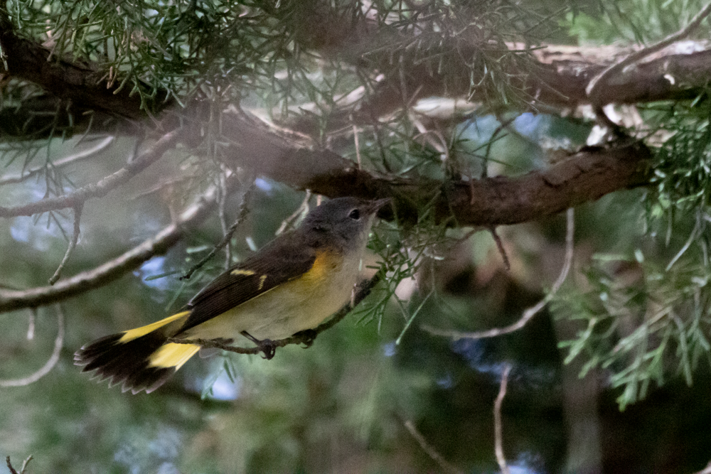 American Redstart - ML265910191