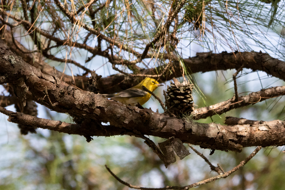 Pine Warbler - ML265910241