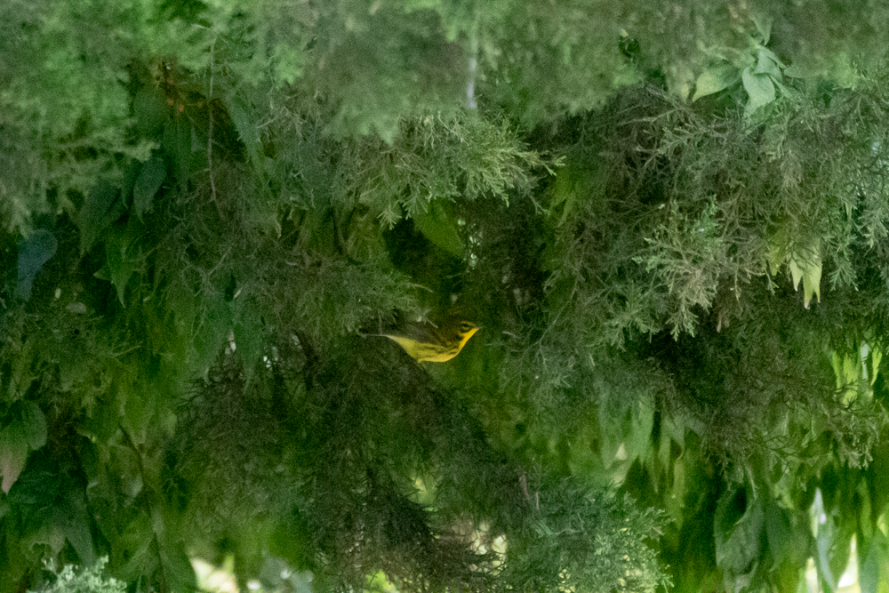 buskparula - ML265910311