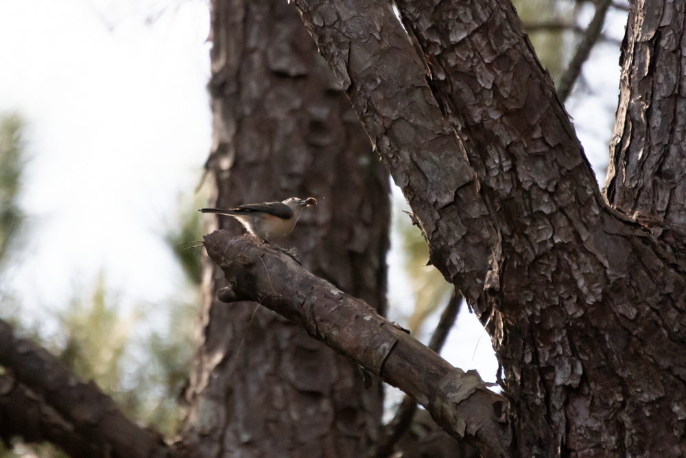 Tufted Titmouse - ML265910361