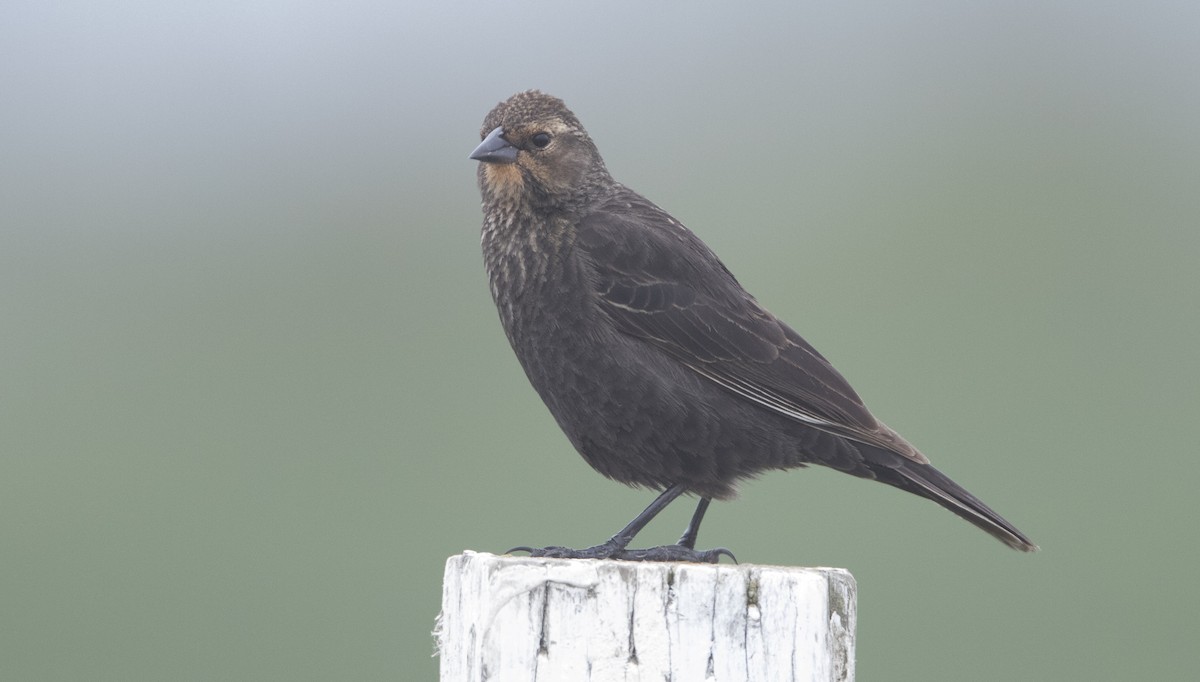 Red-winged Blackbird (California Bicolored) - Brian Sullivan