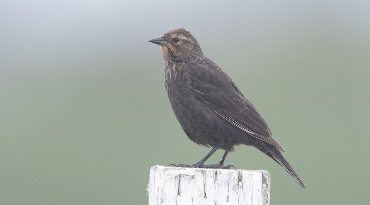 Red-winged Blackbird (California Bicolored) - Brian Sullivan