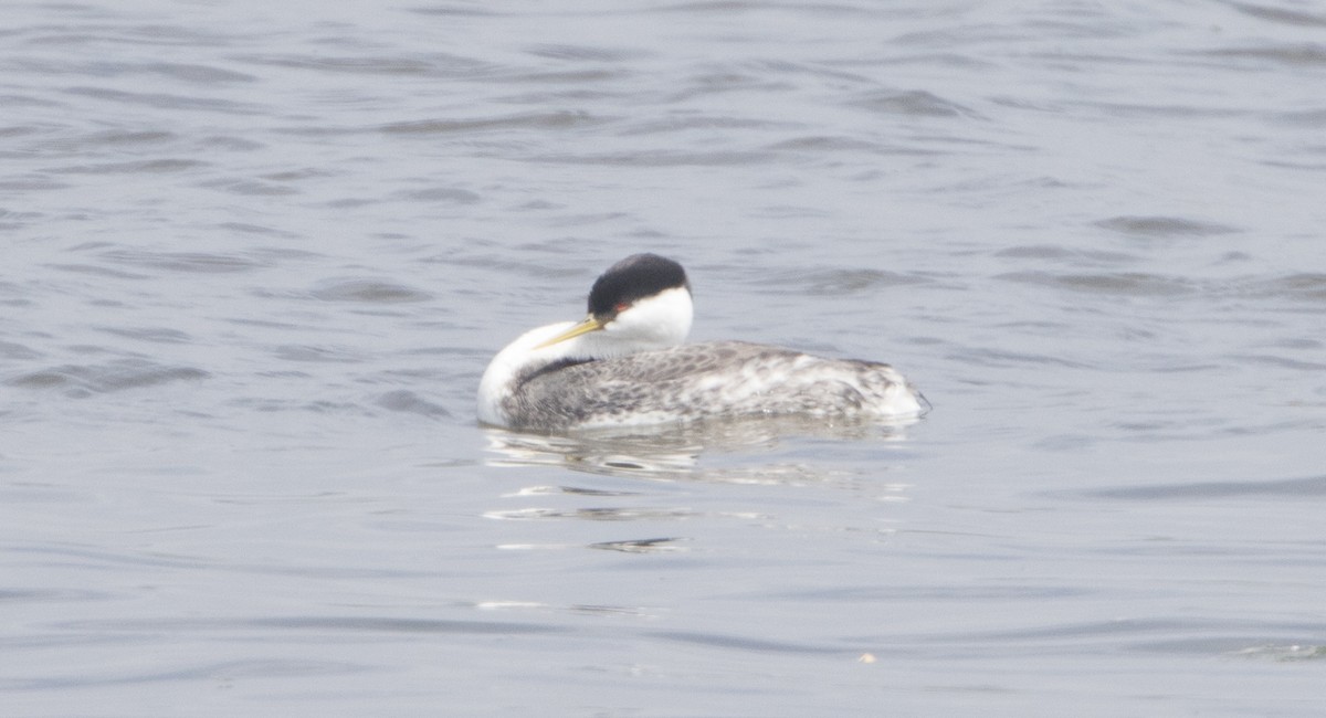 Western Grebe - Brian Sullivan