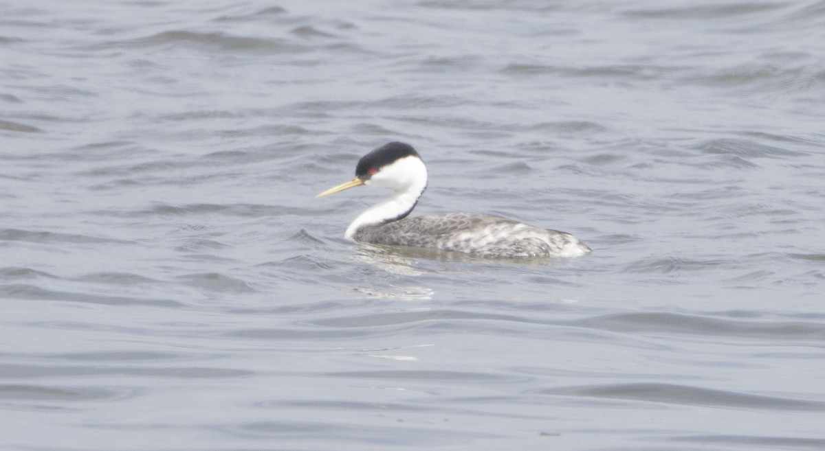 Western Grebe - Brian Sullivan