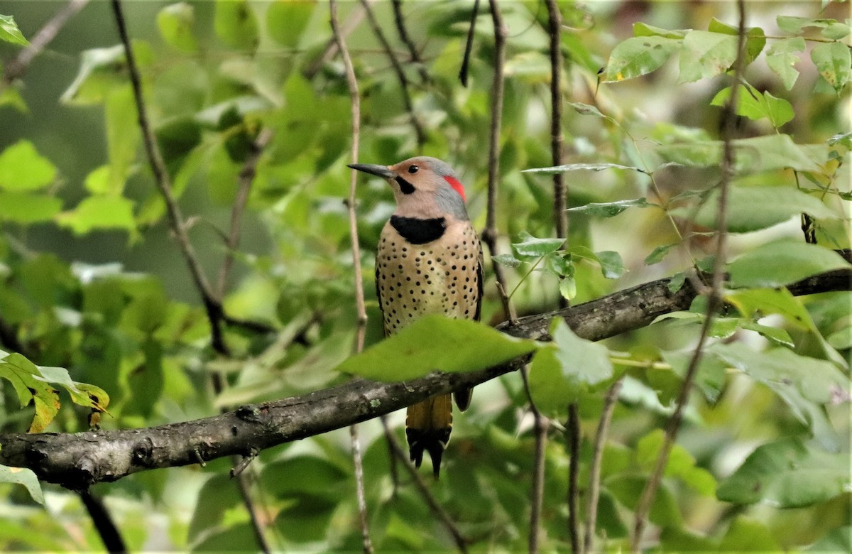 Northern Flicker - ML265911581