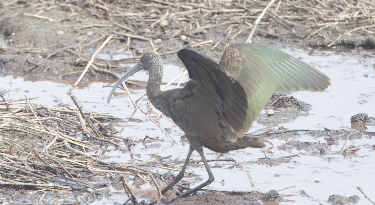 White-faced Ibis - Brian Sullivan