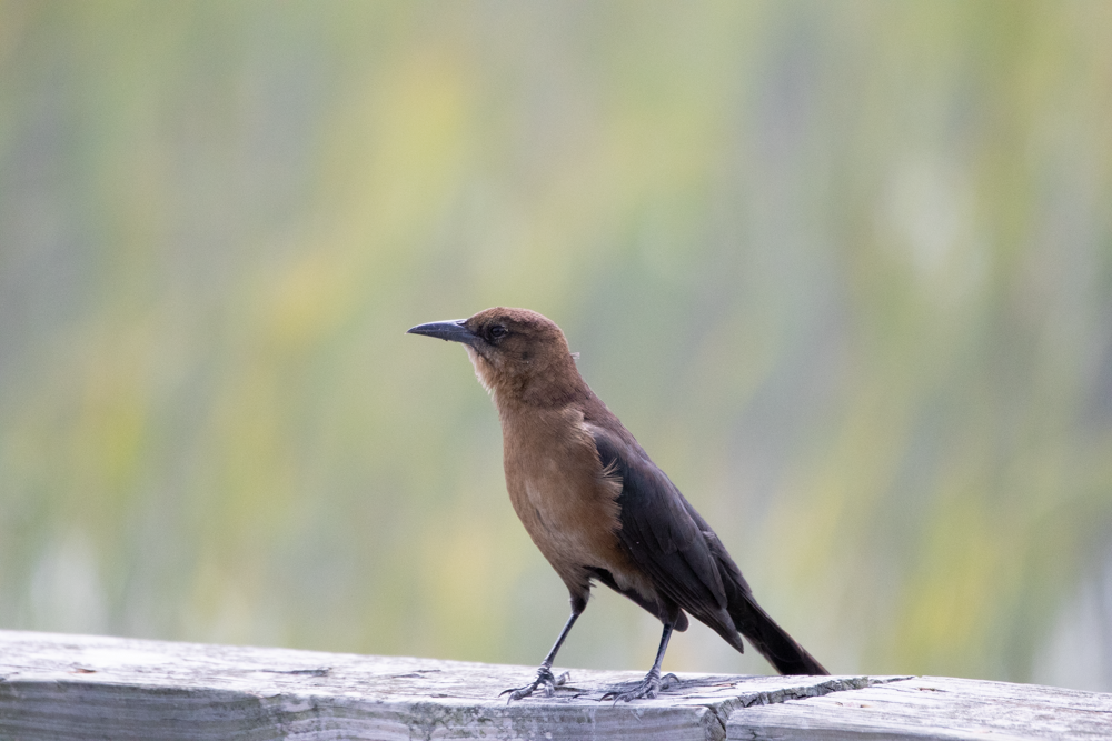 Boat-tailed Grackle - ML265911901