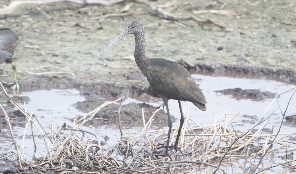 White-faced Ibis - Brian Sullivan