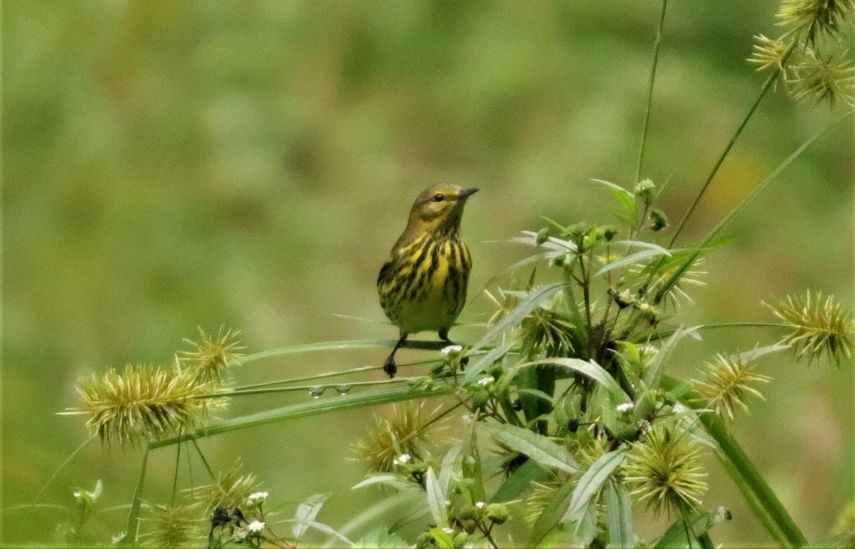 Cape May Warbler - ML265912211