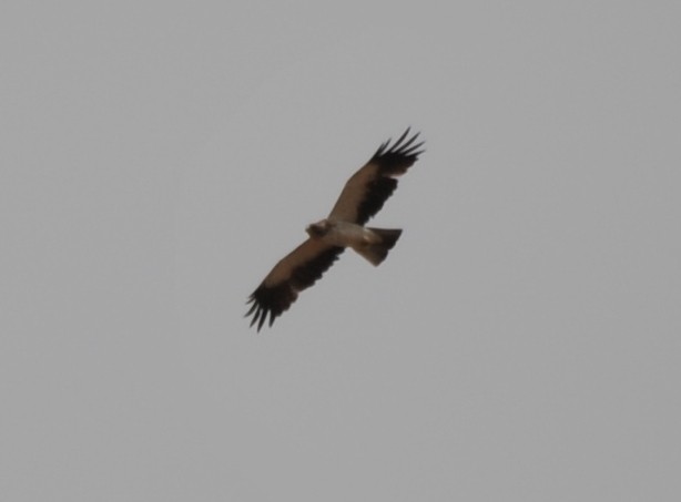 Booted Eagle - ML265912231