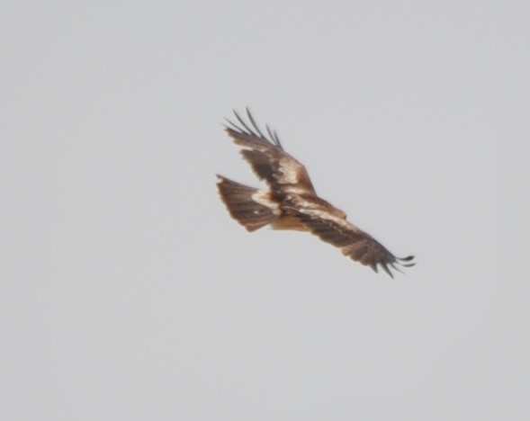 Booted Eagle - ML265912261
