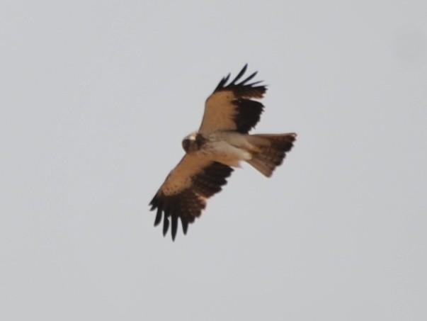 Booted Eagle - JOE M RAJA