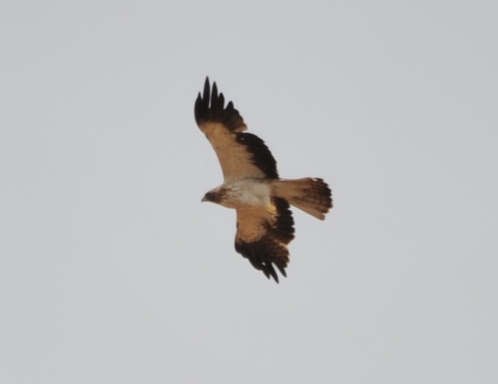 Booted Eagle - ML265912281