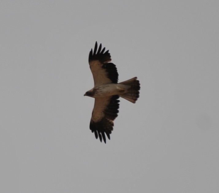 Águila Calzada - ML265912291