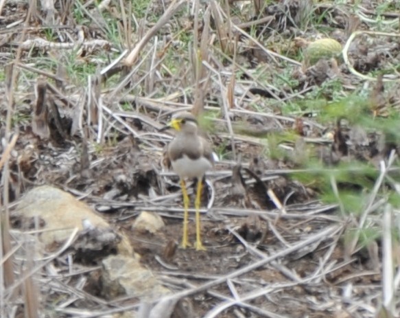 Yellow-wattled Lapwing - ML265913251