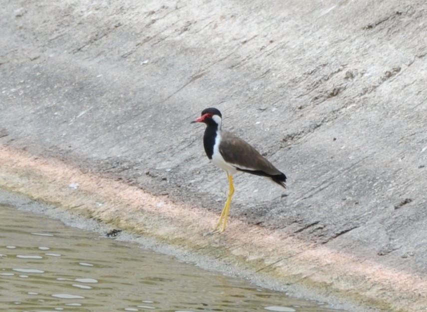 Red-wattled Lapwing - JOE M RAJA