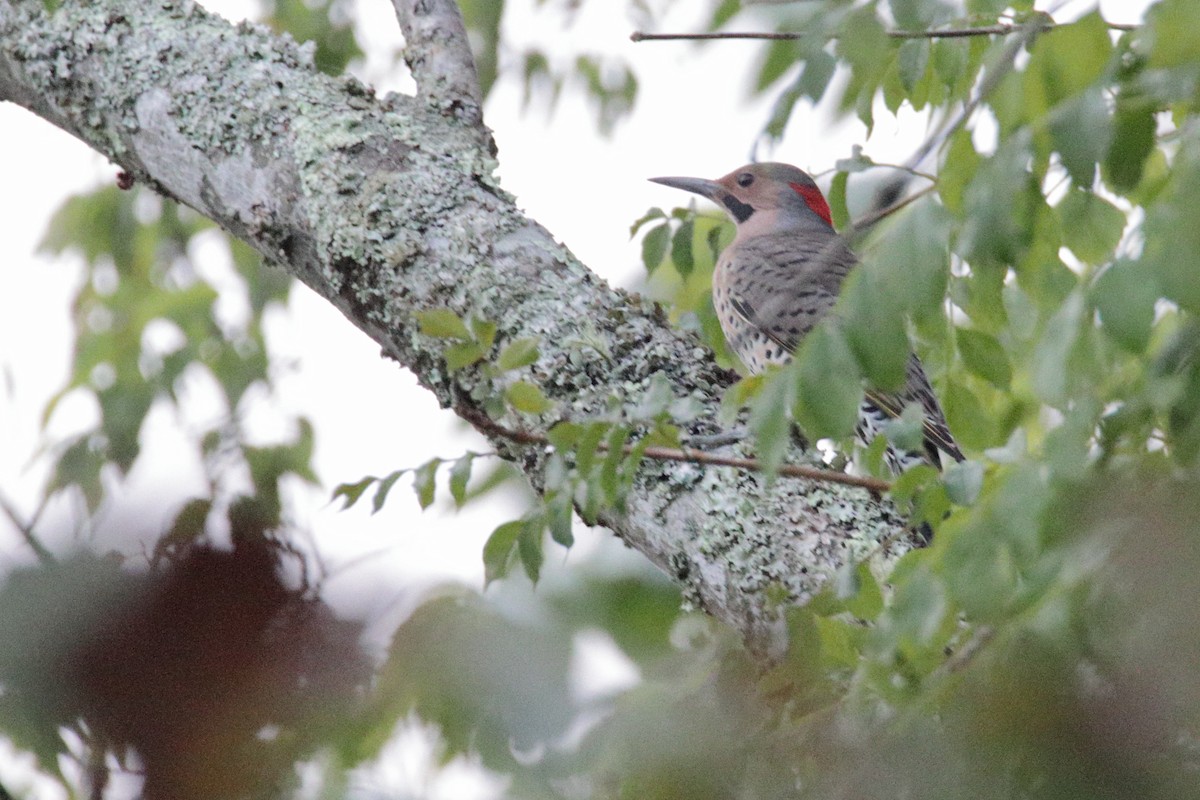 Northern Flicker (Yellow-shafted) - ML265913501