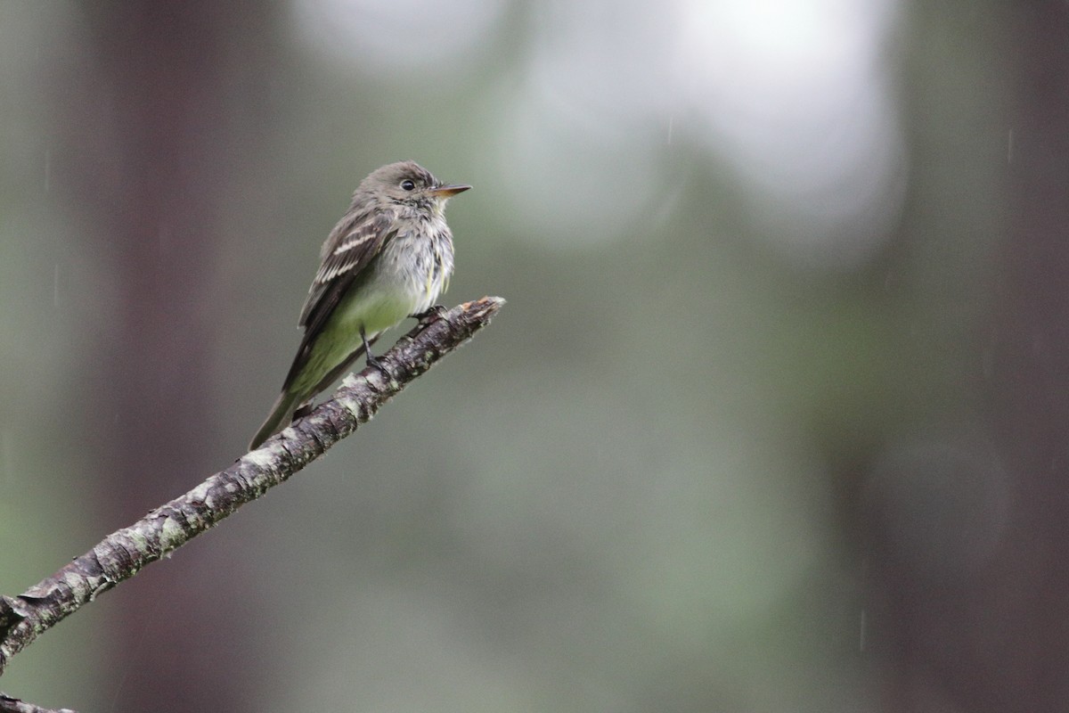 Empidonax sp. - ML265914681