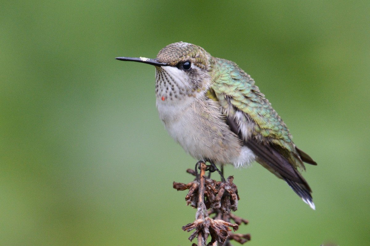 Ruby-throated Hummingbird - ML265915291