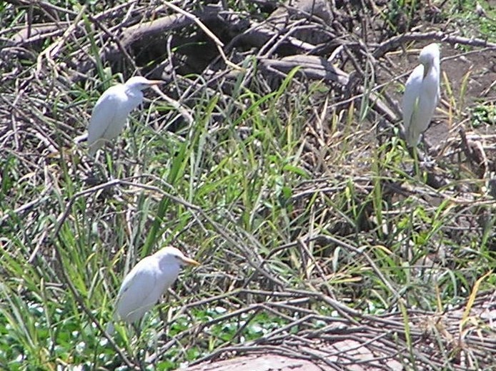 Western Cattle Egret - John Fagan