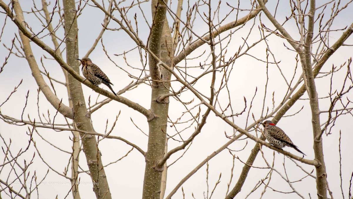 Northern Flicker - Charlie Shields