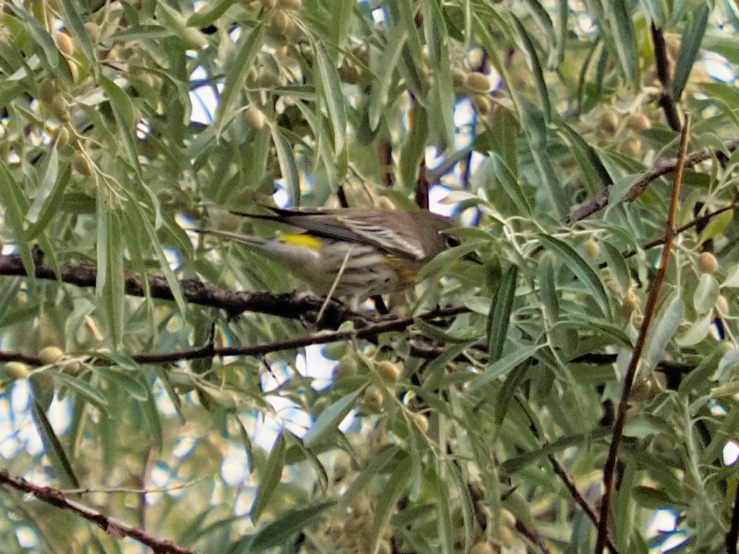Yellow-rumped Warbler (Audubon's) - ML265915861