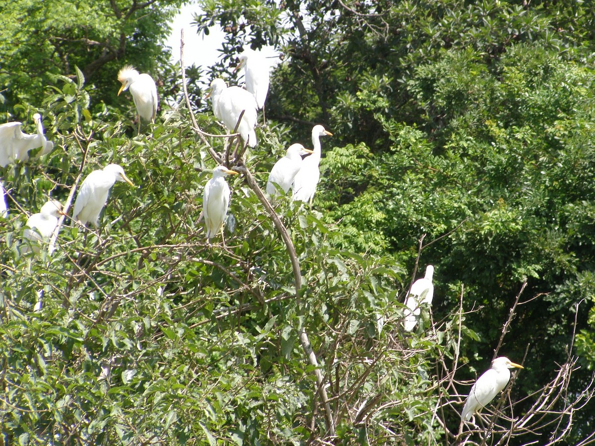 Western Cattle Egret - ML265916021