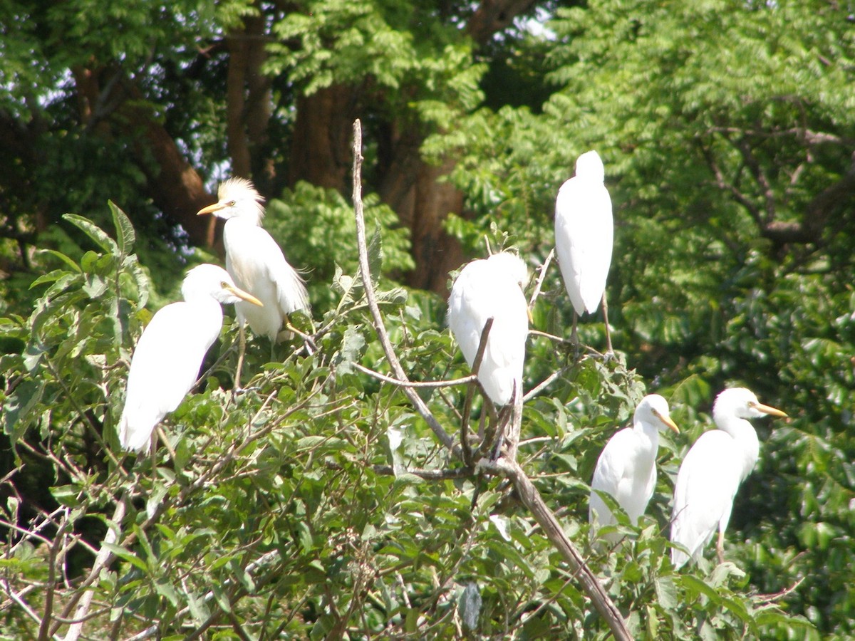 Western Cattle Egret - John Fagan