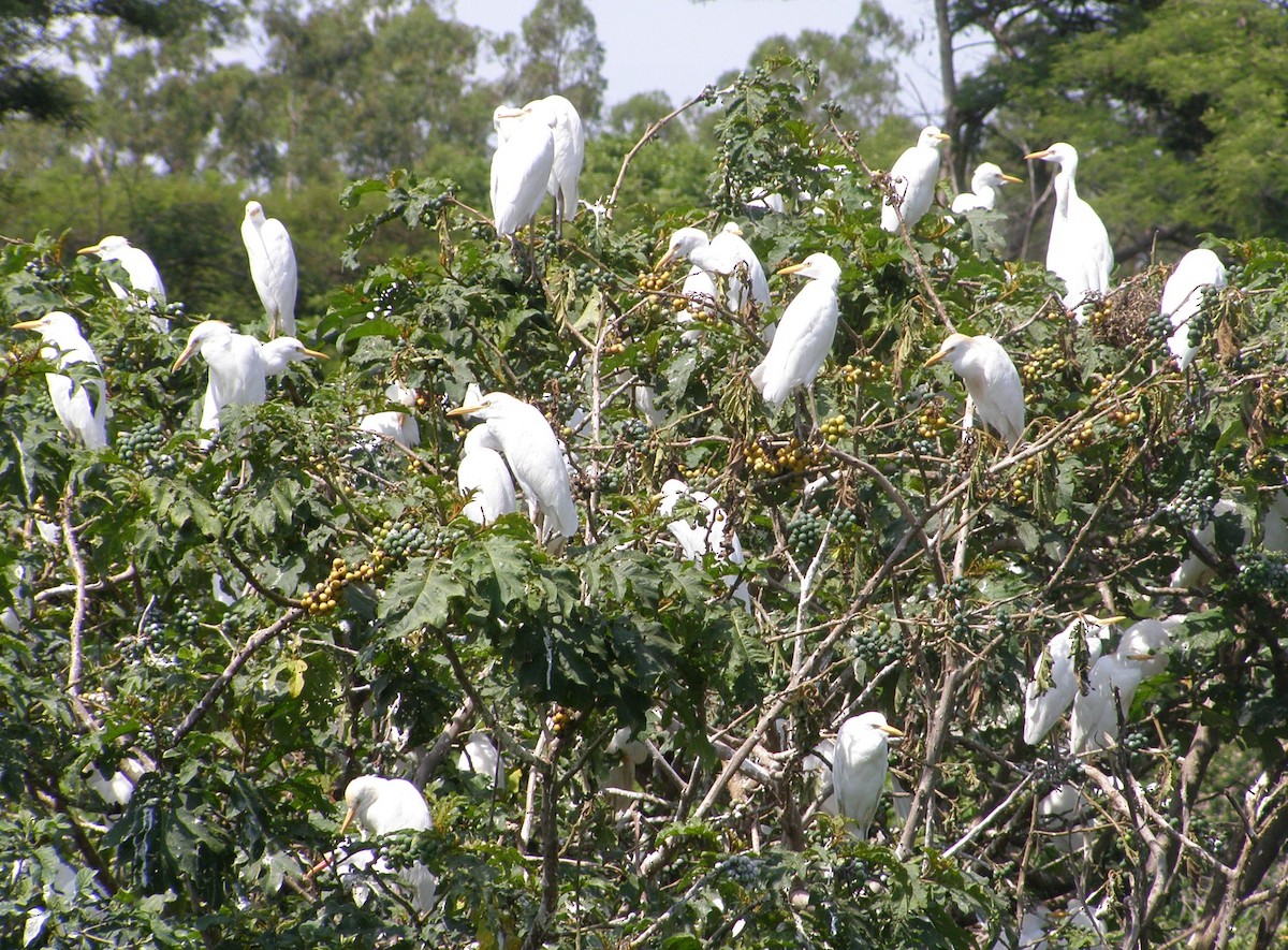 Western Cattle Egret - John Fagan