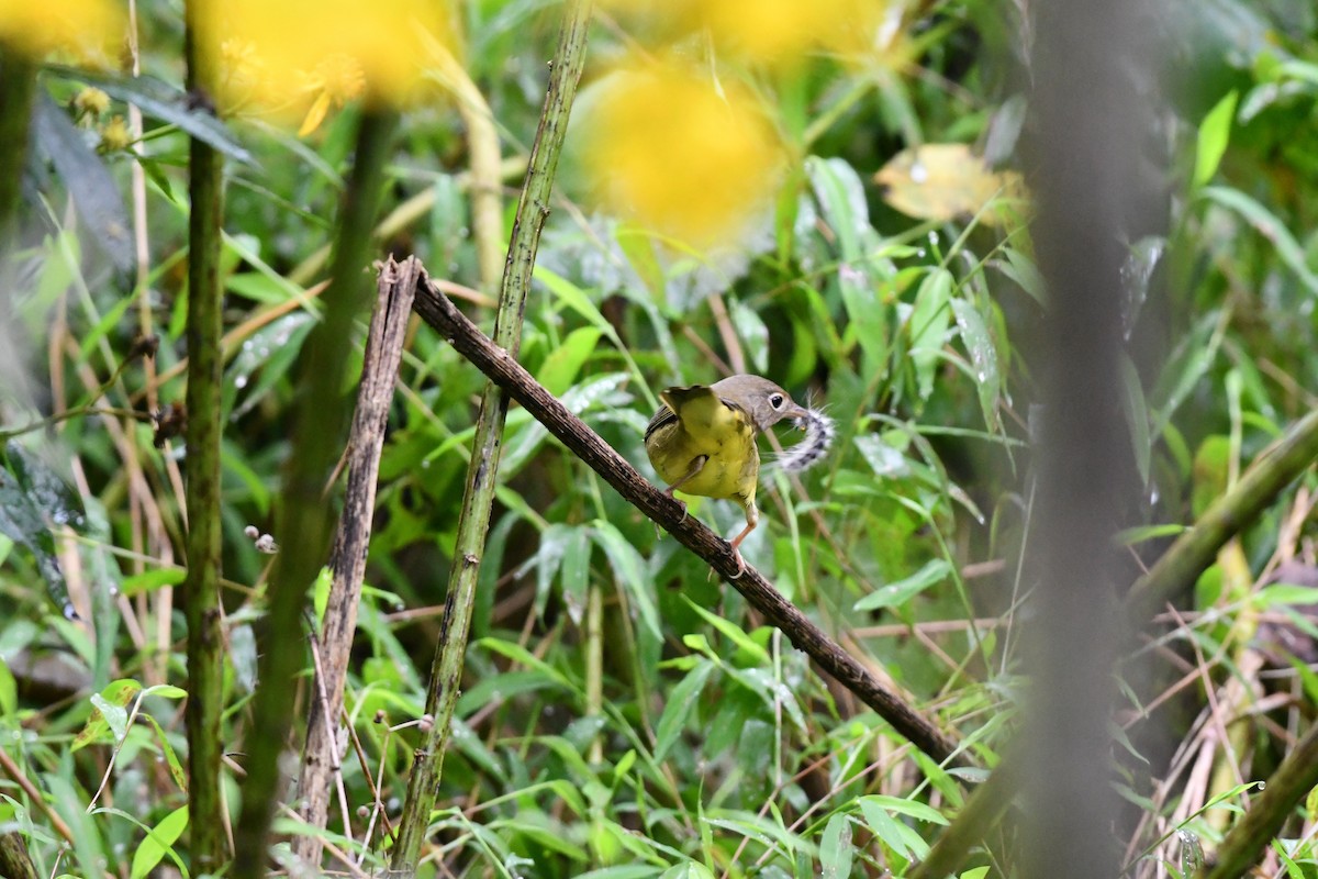 Augenring-Waldsänger - ML265917381