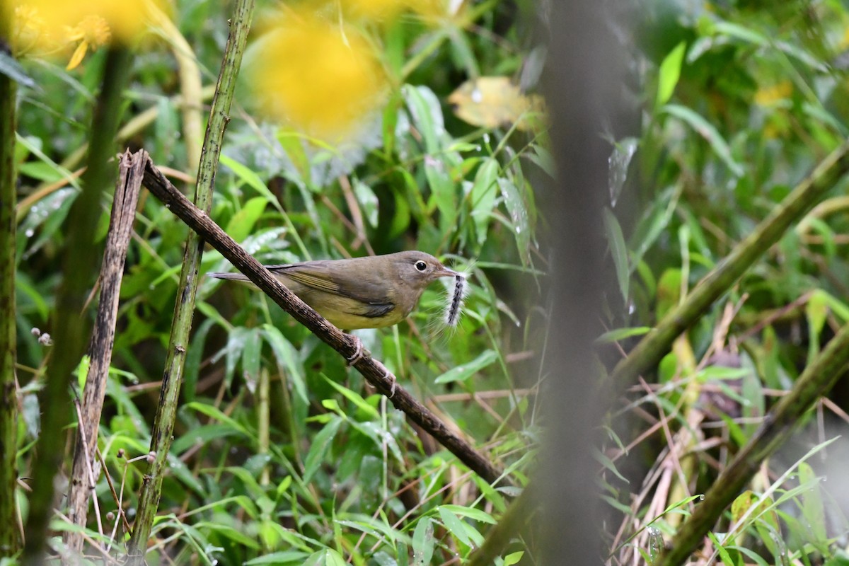 Connecticut Warbler - ML265917401