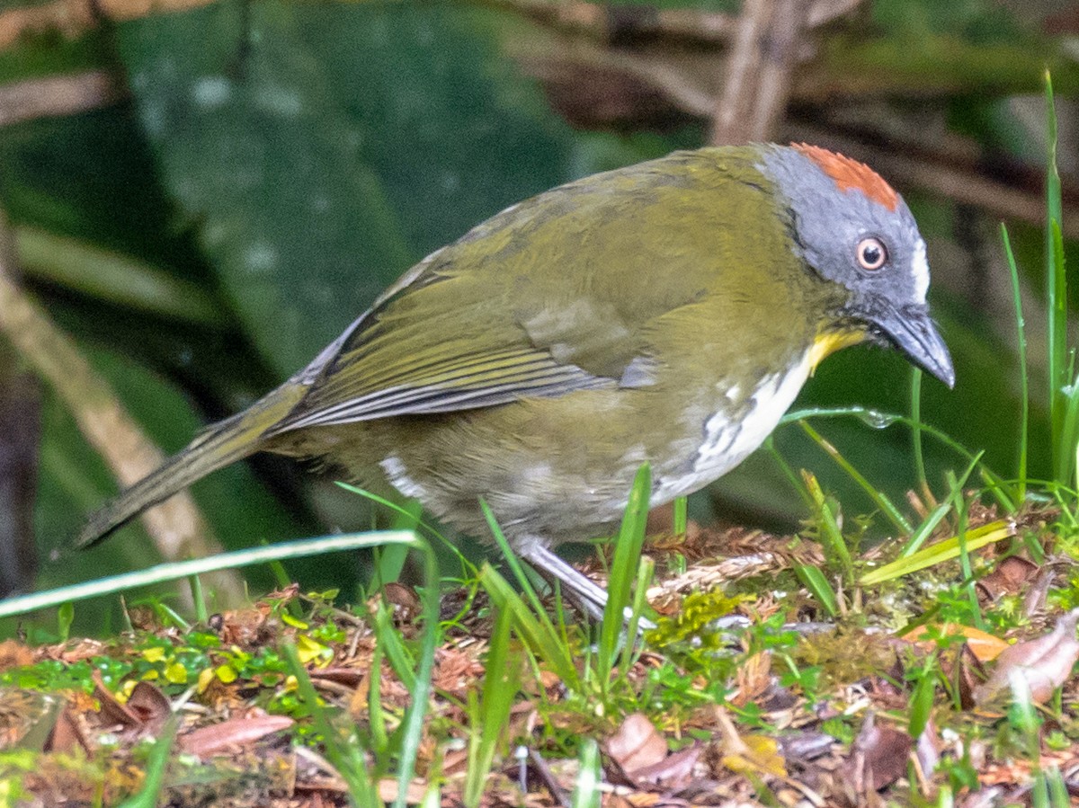 Photos - Rufous-naped Bellbird - Aleadryas rufinucha - Birds of the World