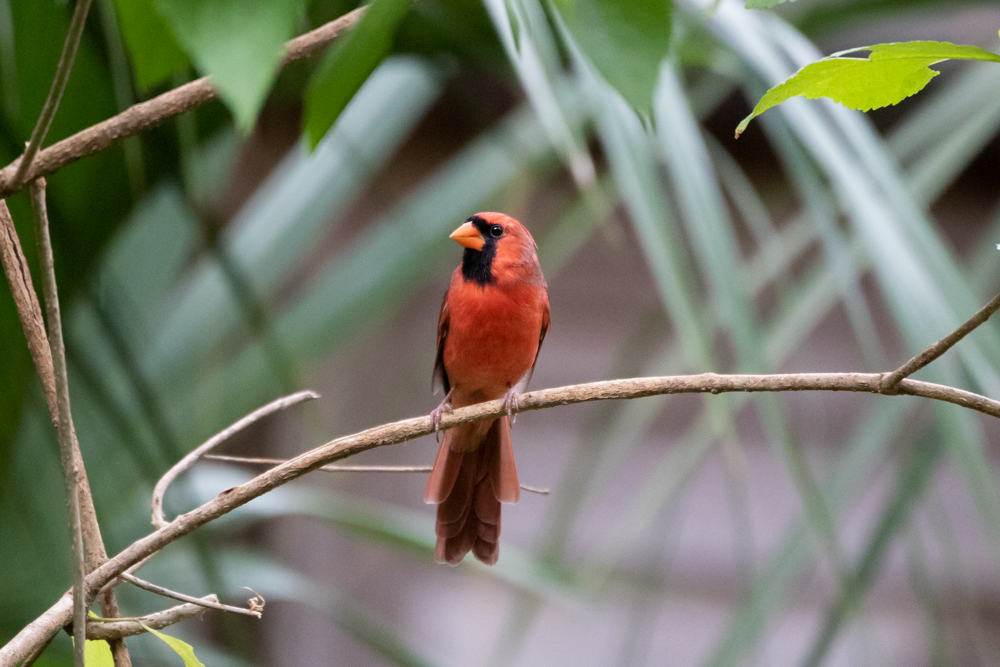 Northern Cardinal - ML265918651
