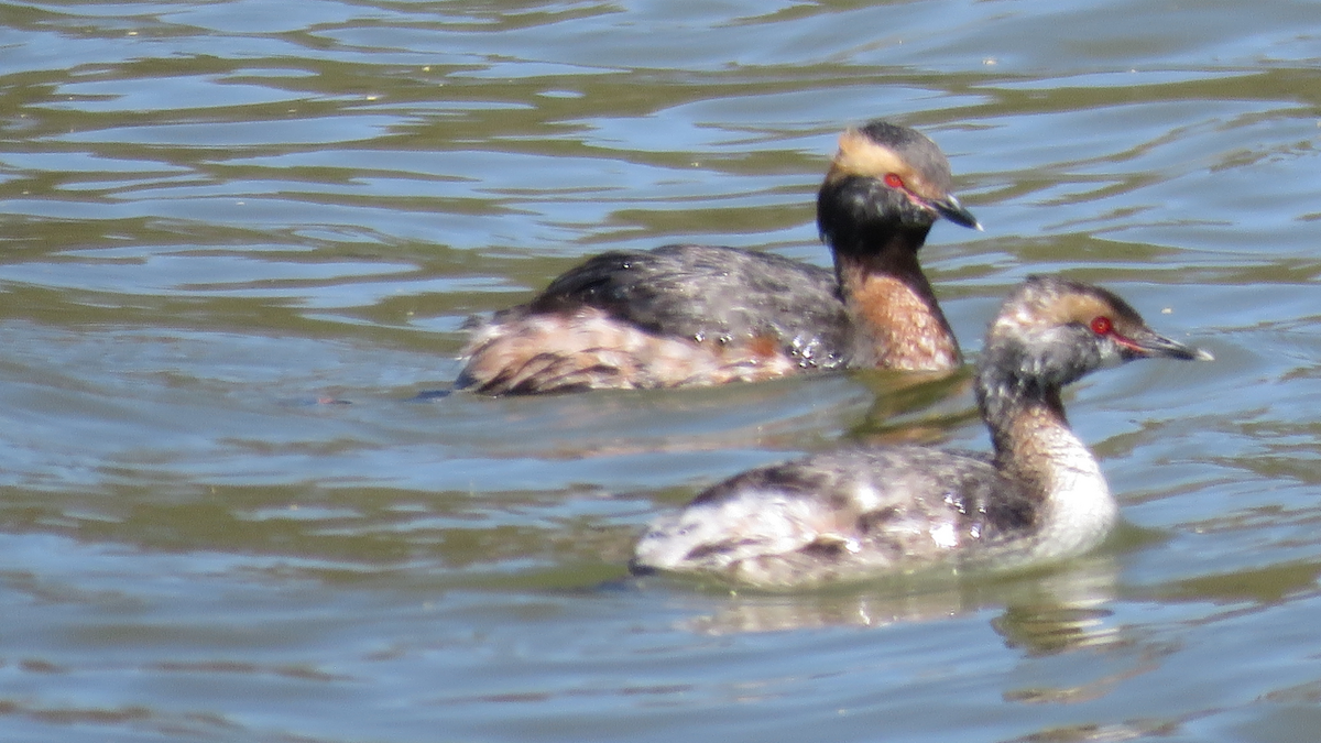 Horned Grebe - ML26591871