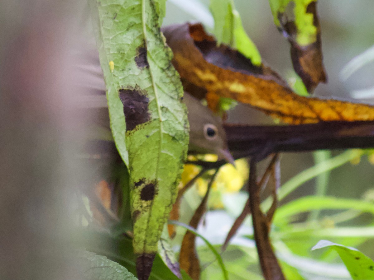 Connecticut Warbler - ML265919361