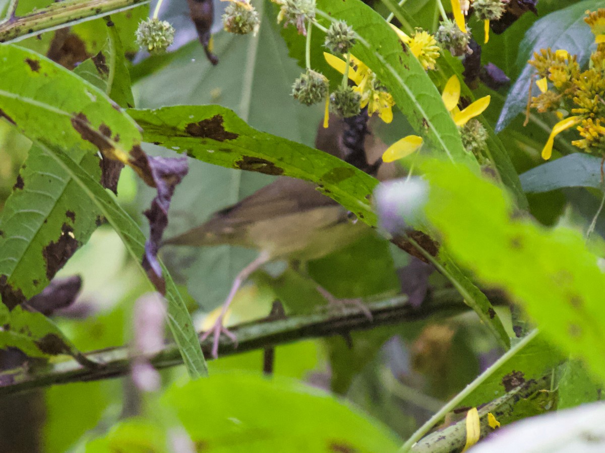 Connecticut Warbler - ML265919371