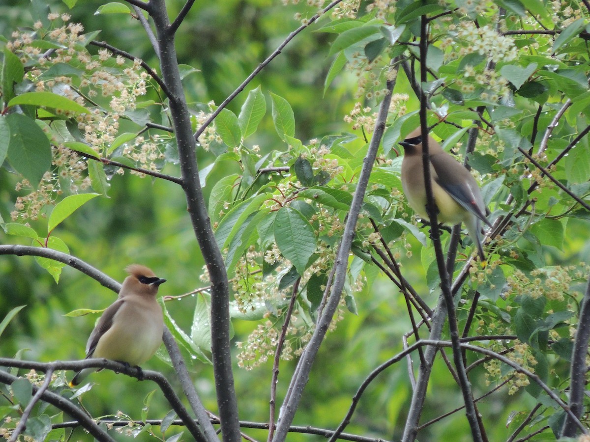 Cedar Waxwing - ML265919731