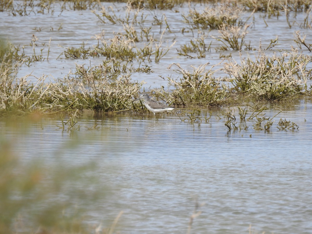 Common Greenshank - ML265920661