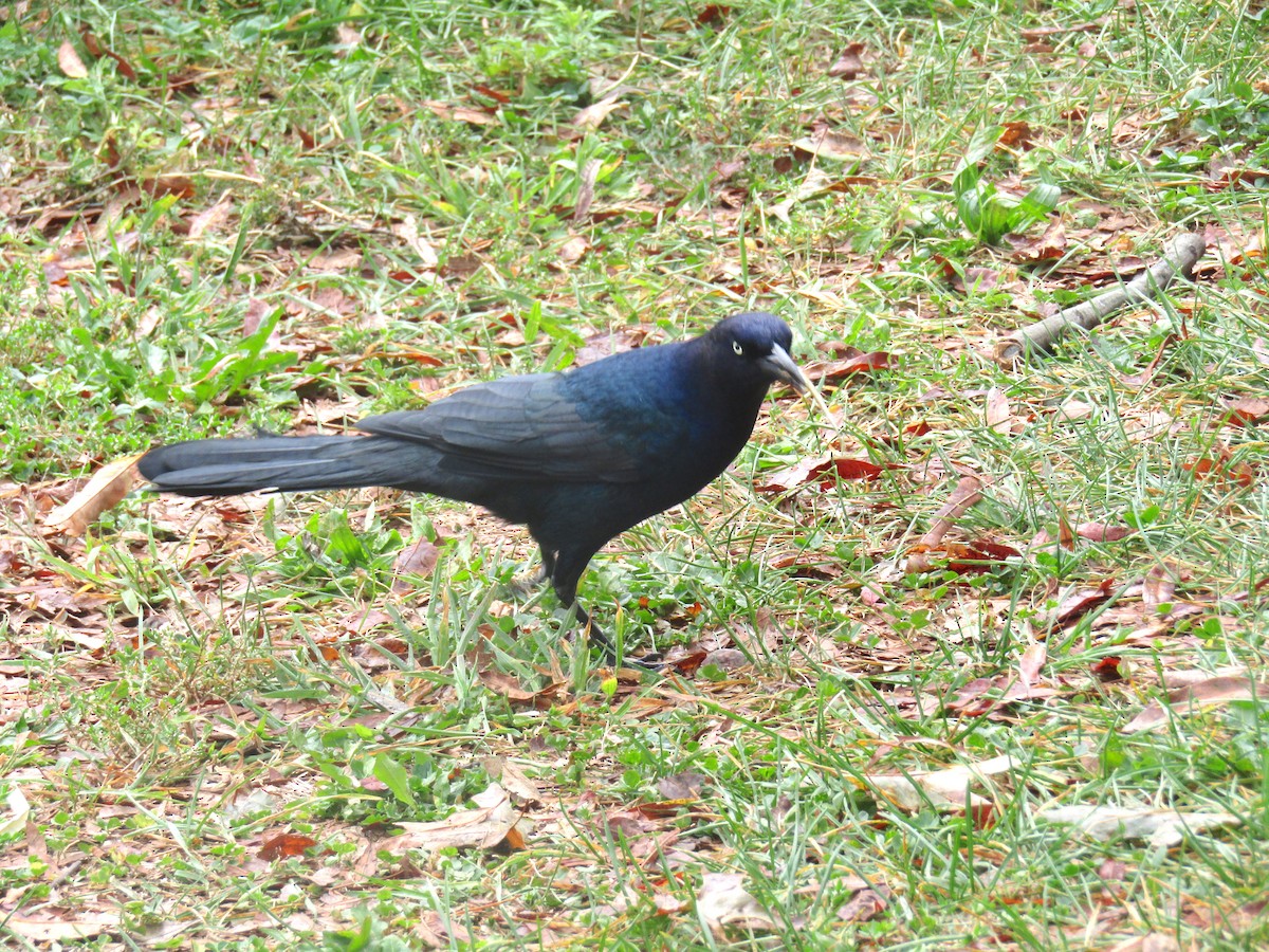 Boat-tailed Grackle - ML265922761