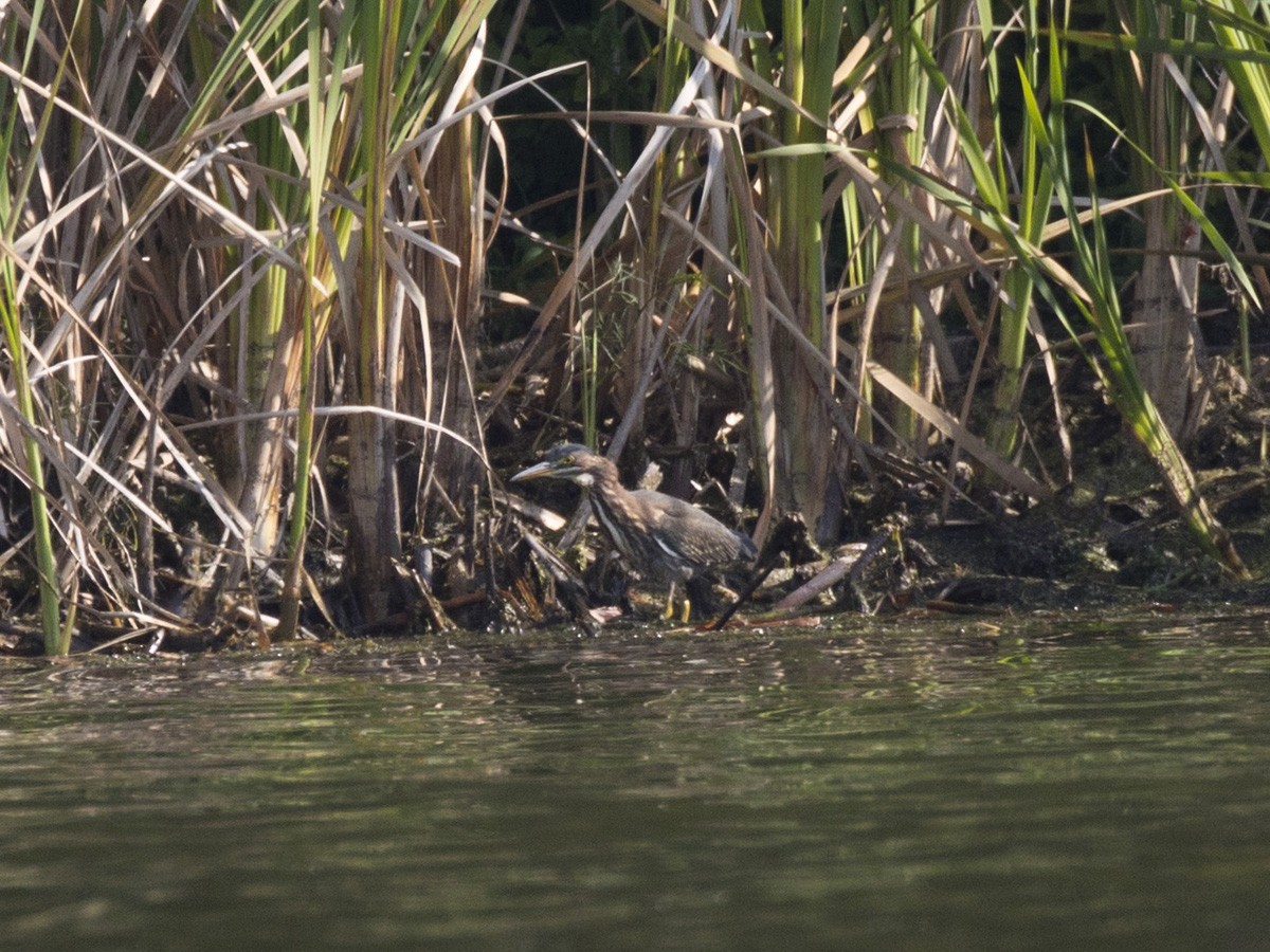 Green Heron - ML265924571