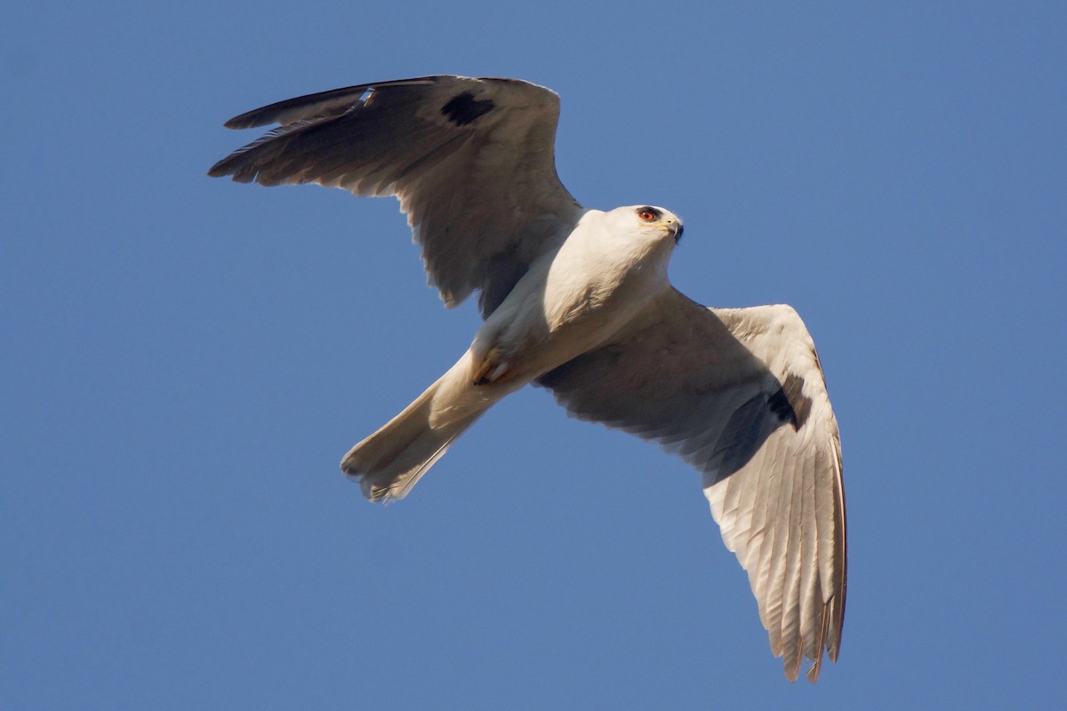 White-tailed Kite - ML265926801